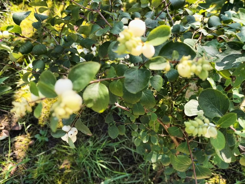 hurmuz - Toamna 2023