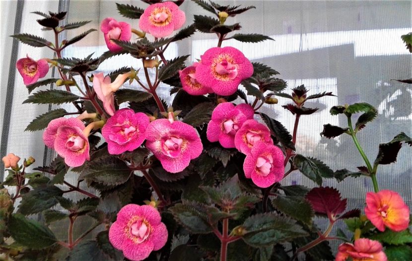  - 000018 ACHIMENES