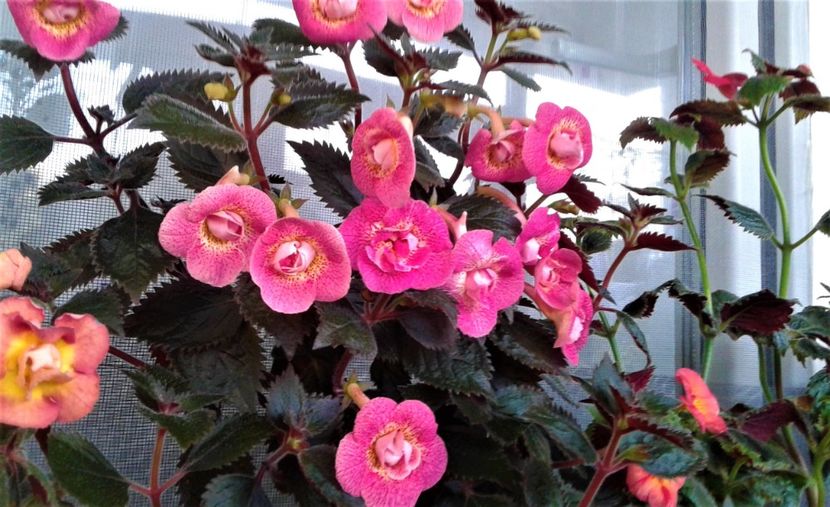  - 000018 ACHIMENES