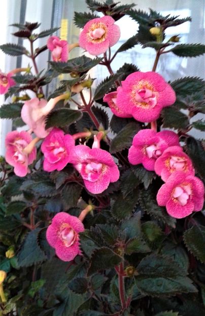  - 000018 ACHIMENES