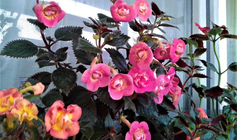  - 000018 ACHIMENES