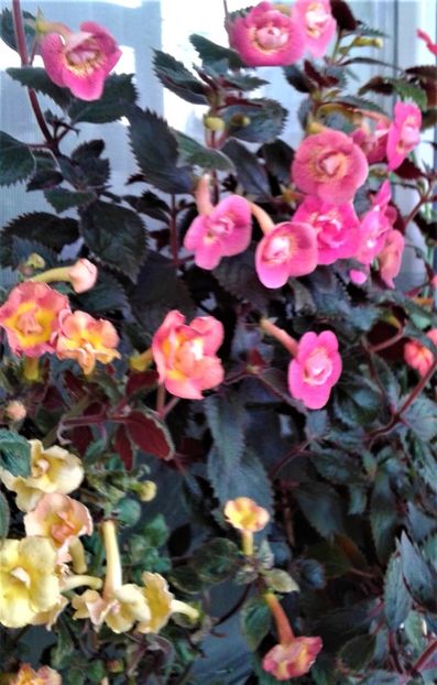  - 000018 ACHIMENES