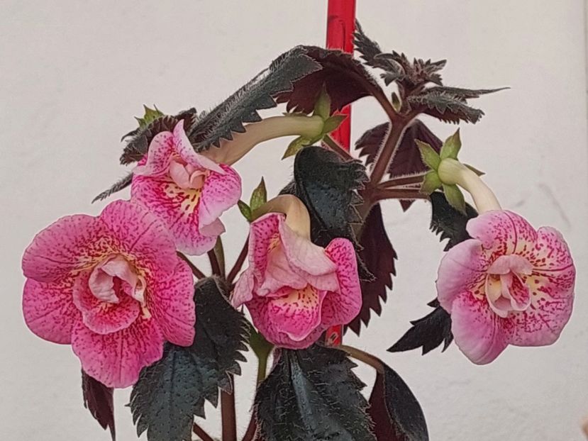  - RFs ROBERTO RAINBOW DREAM