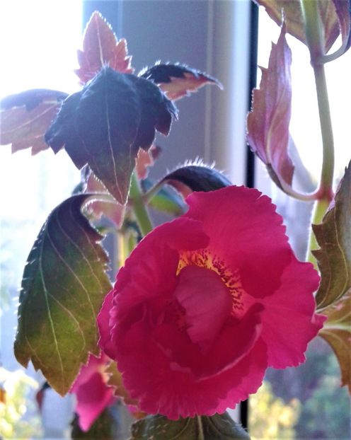  - 0004 achimenes
