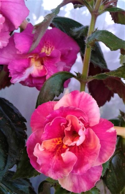  - 0004 achimenes