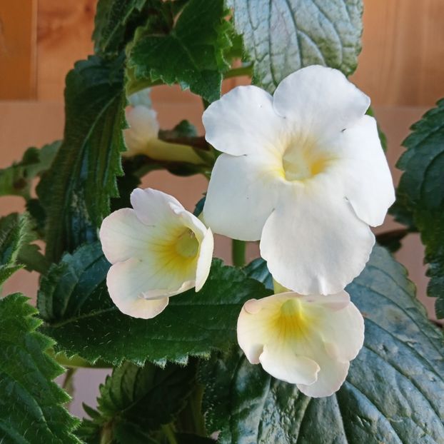  - RFs Lemon Pie