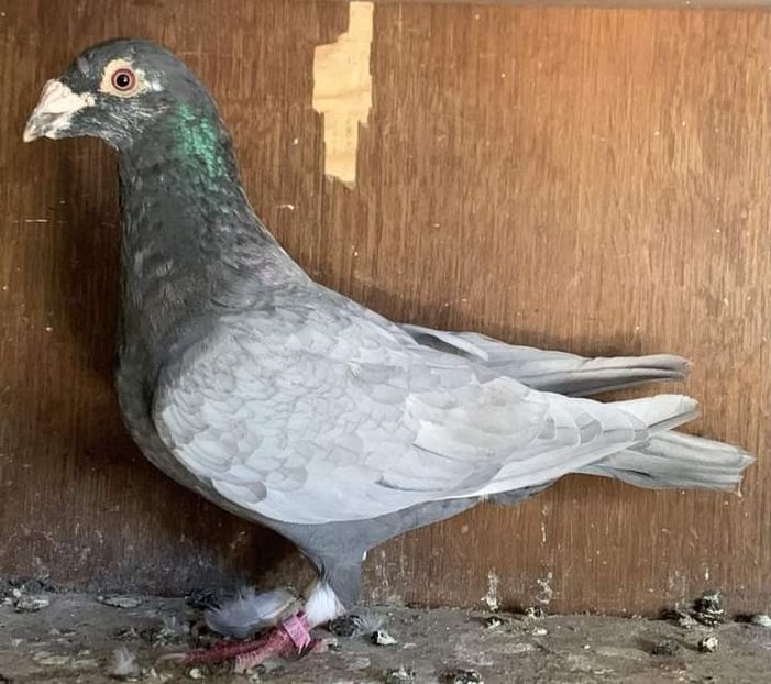  - Nu îmi aparțin 6