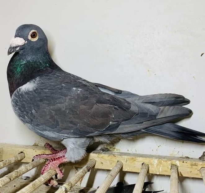  - Nu îmi aparțin 6