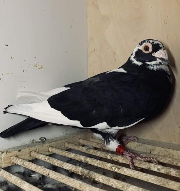  - Nu îmi aparțin 6