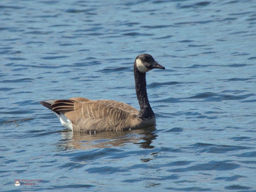 Canadian goose - Gasca canadiana - BIRDS - Pasari