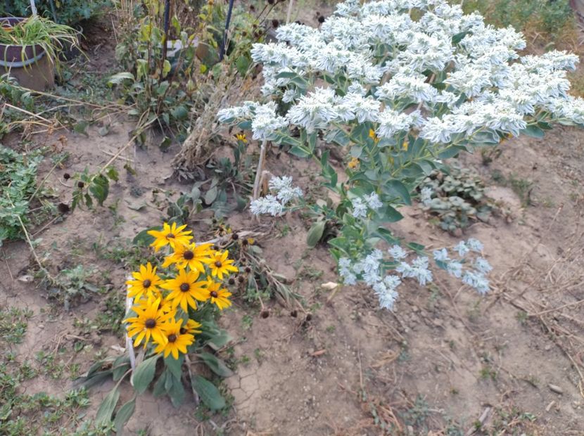  - Flori de gradina-2023