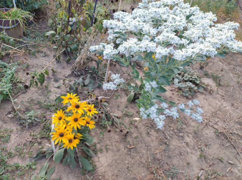  - Flori de gradina-2023