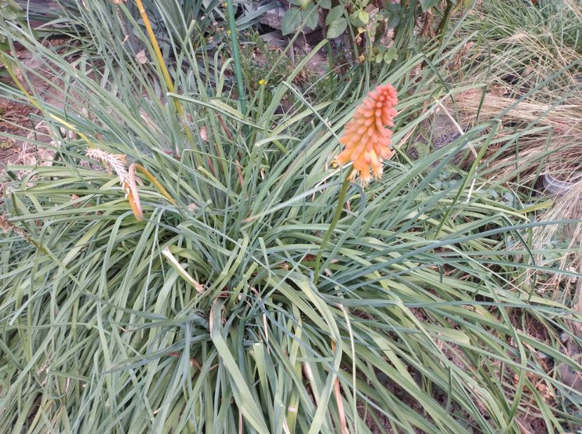  - Flori de gradina-2023