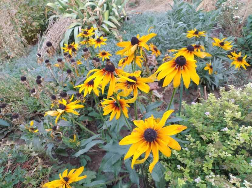  - Flori de gradina-2023