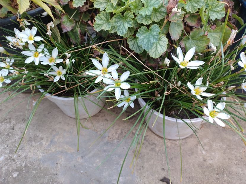  - Flori de gradina-2023