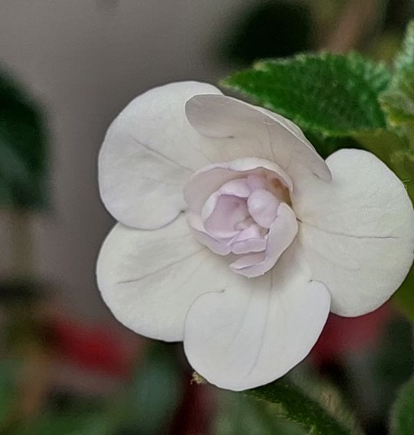  - Double Picotte Rose