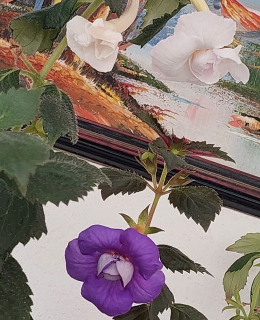 Aphrodite & Summer Rain - AAAA ACHIMENES 2023