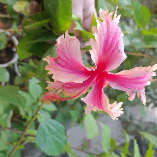 14.09.2023 - HIBISCUSI 2023-2