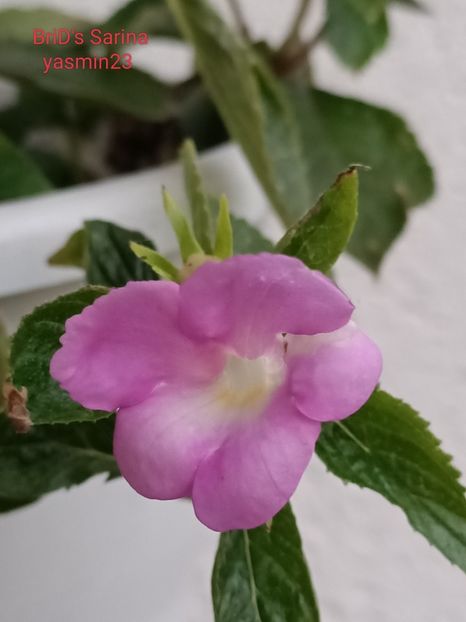 13.09.2023 - BriDs Sarina