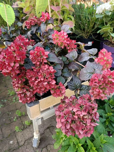 Img.2023.09.12 - Magazinul 3