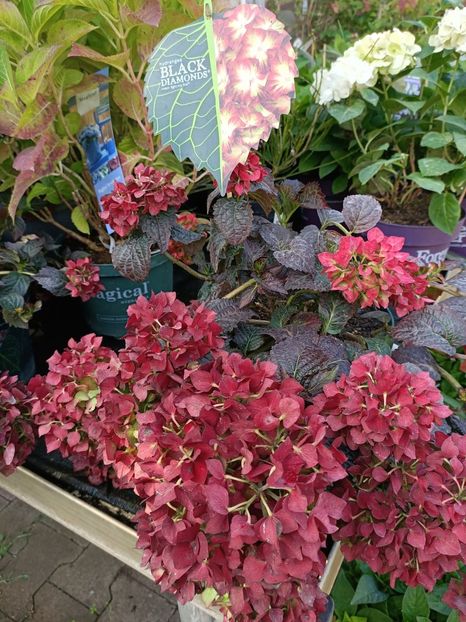 Img.2023.09.12 - Magazinul 3