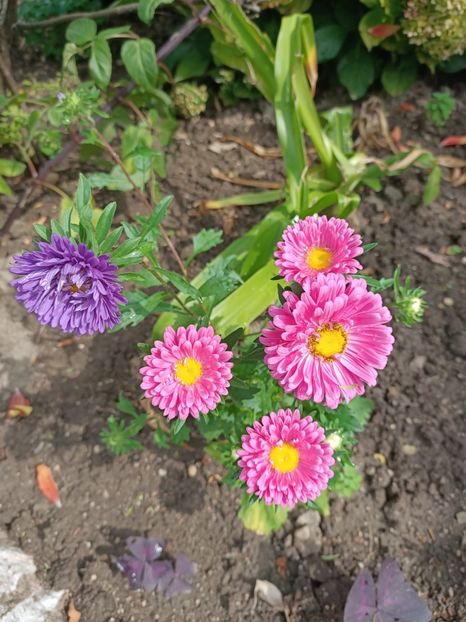 Img.2023.09.13 - Grădina mea