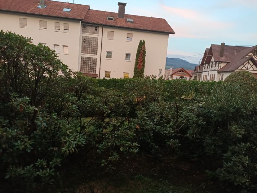 Img.2023.09.13 - Grădina mea