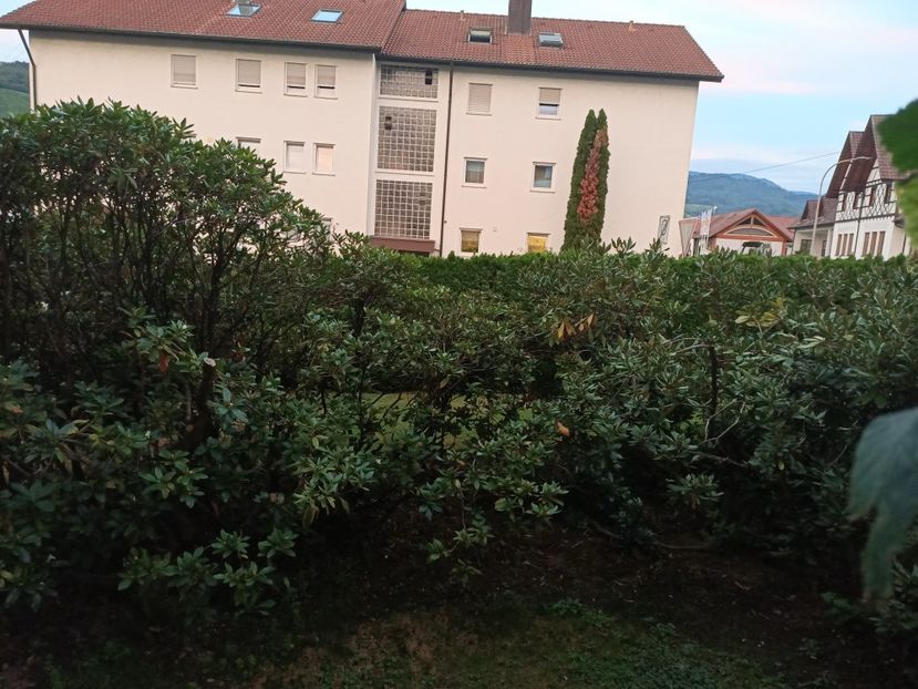 Img.2023.09.13 - Grădina mea