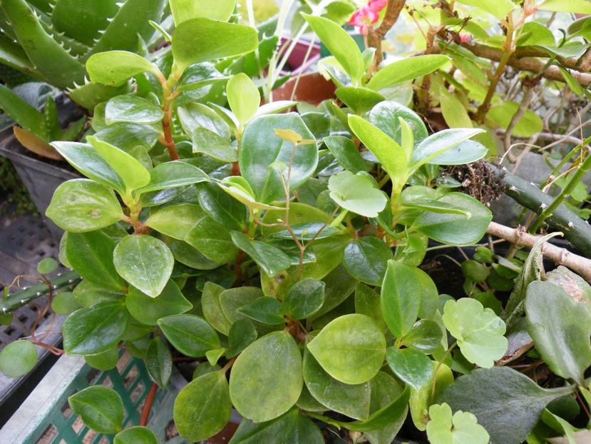 peperomia 10 - Plante disponibile in toamna 2023