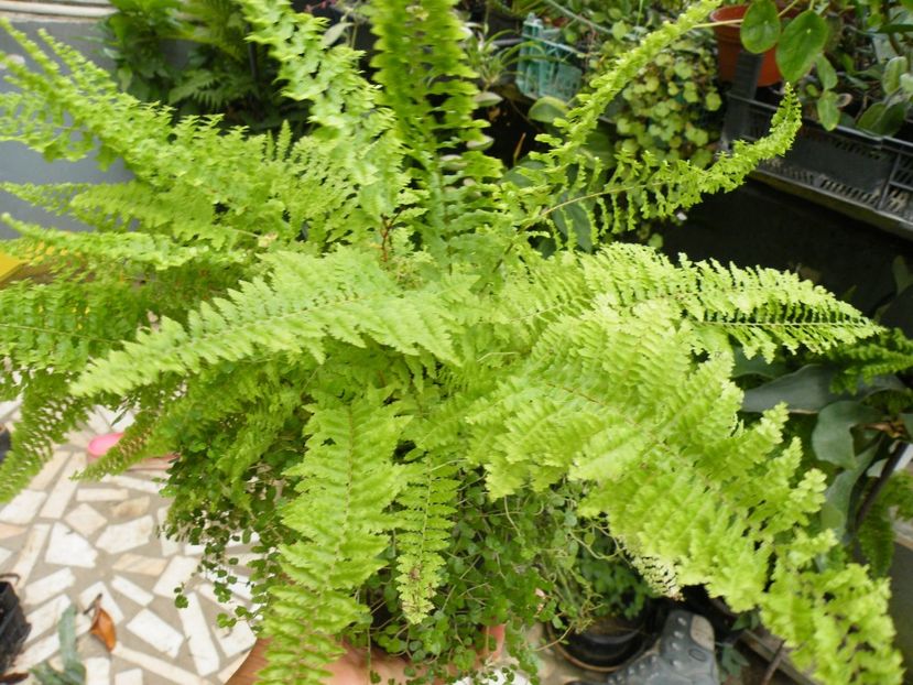 feriga si soleirolia 30 - Plante disponibile in toamna 2023