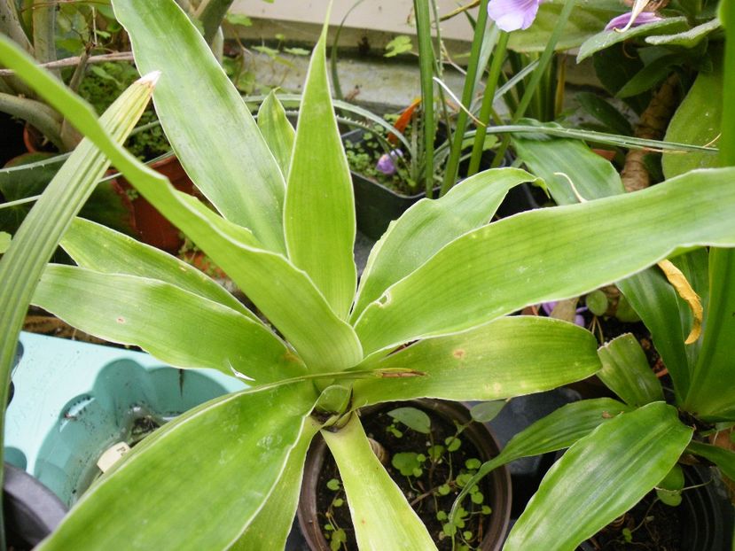 dracaena 15 - Plante disponibile in toamna 2023