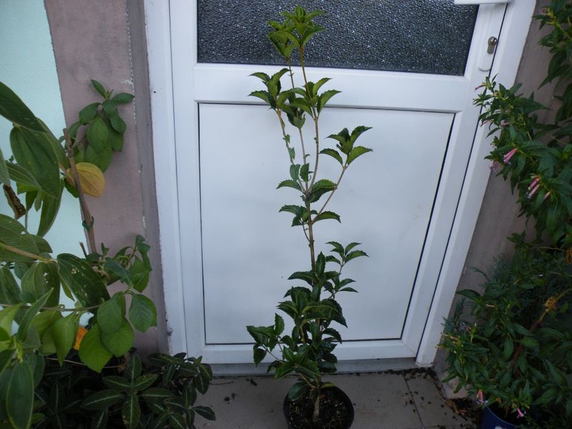 osmanthus fragrans 150 - Plante disponibile in toamna 2023