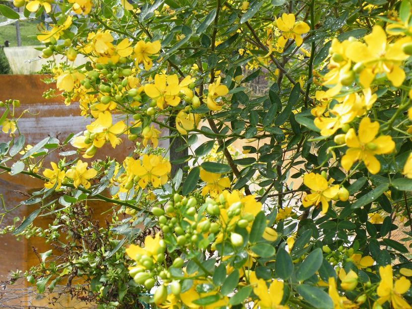  - 2023 de prin curte