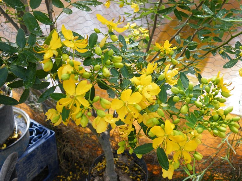  - 2023 de prin curte