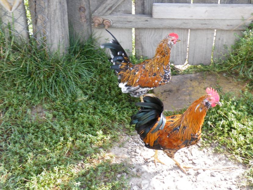  - 2023 de prin curte