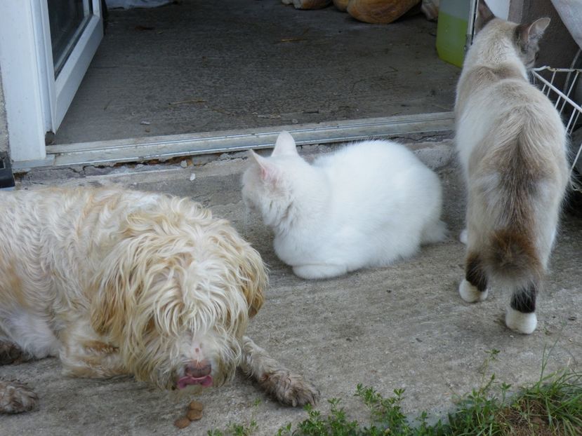  - 2023 de prin curte