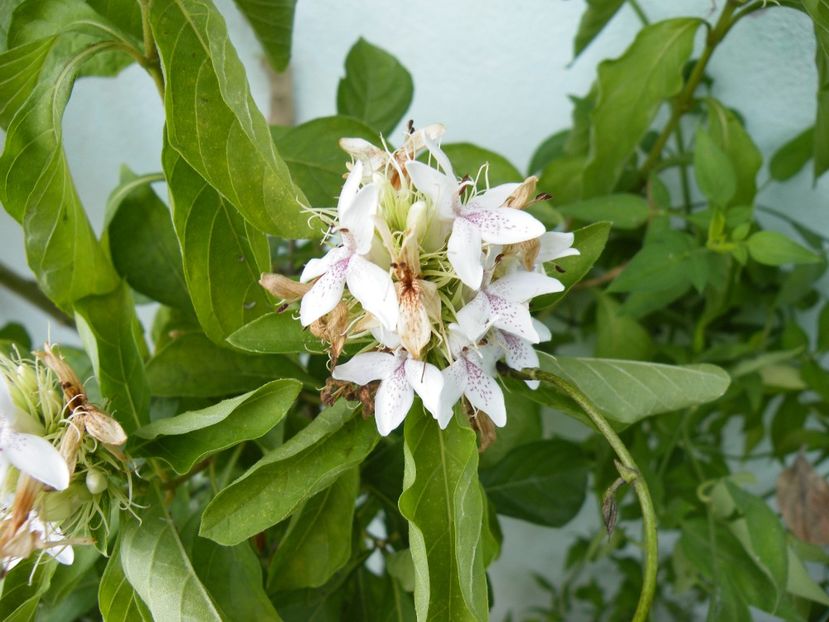  - 2023 de prin curte