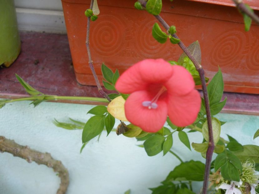  - 2023 de prin curte