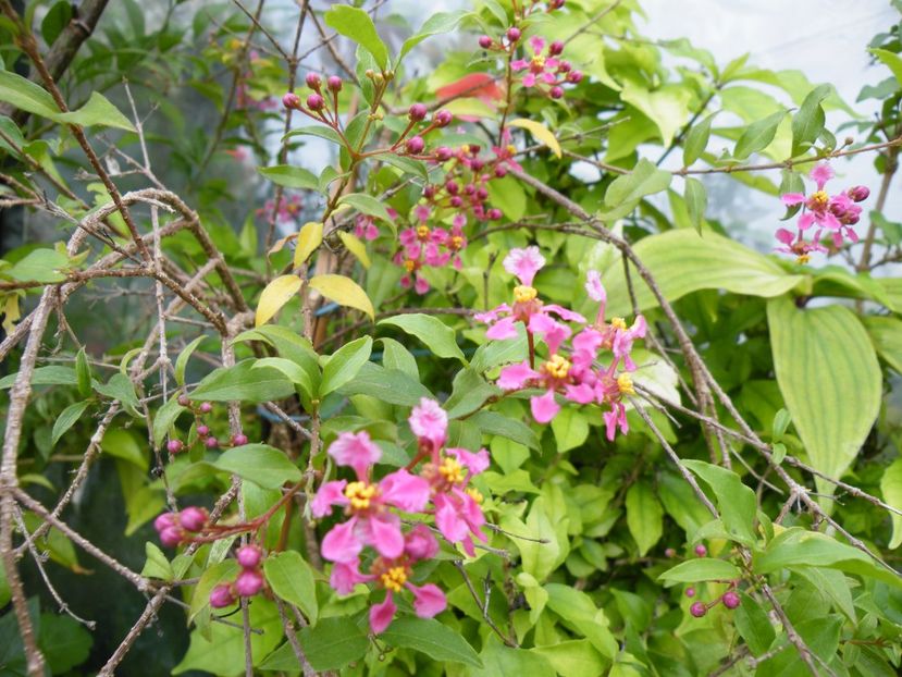  - 2023 de prin curte