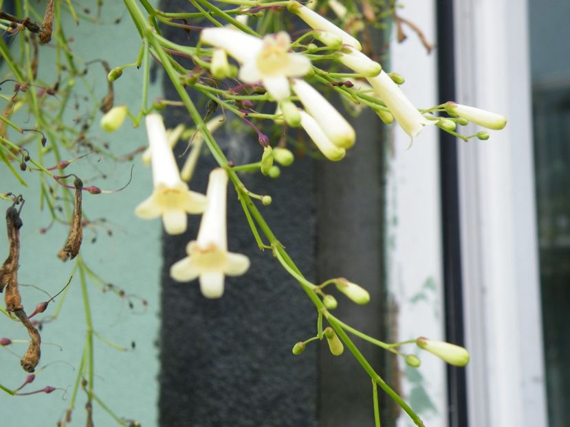  - 2023 de prin curte