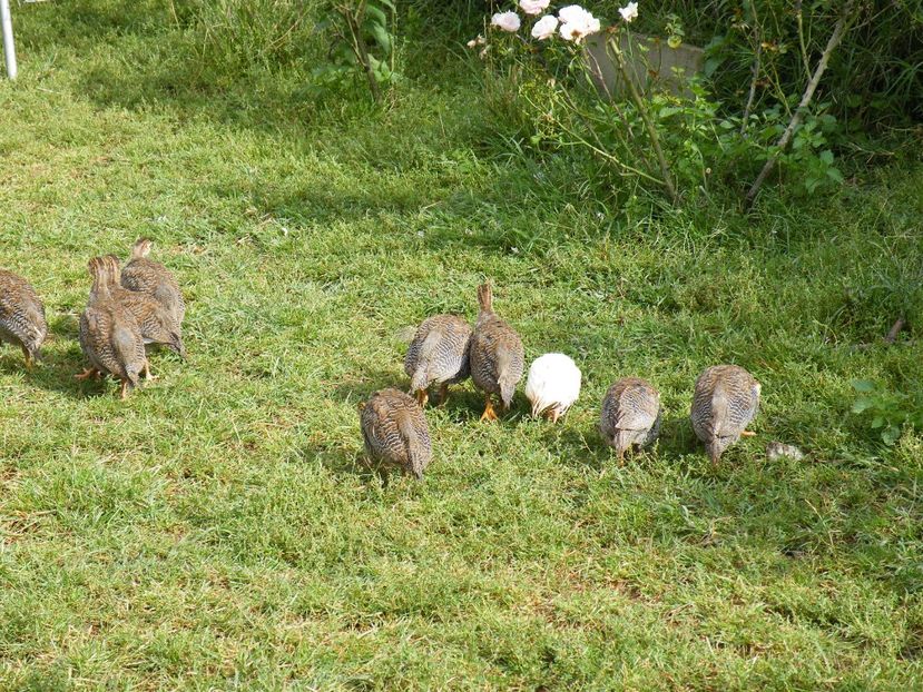  - 2023 de prin curte