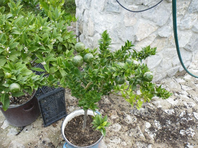  - 2023 de prin curte