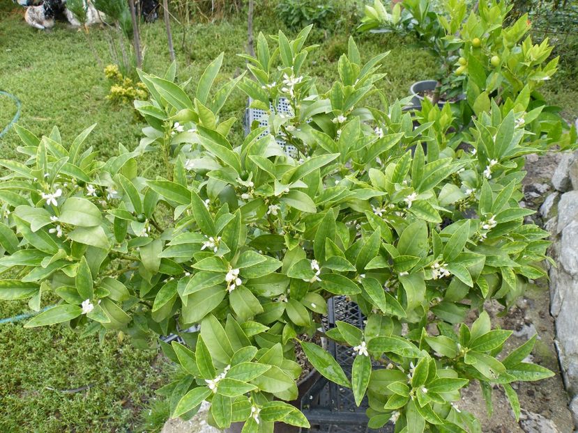  - 2023 de prin curte