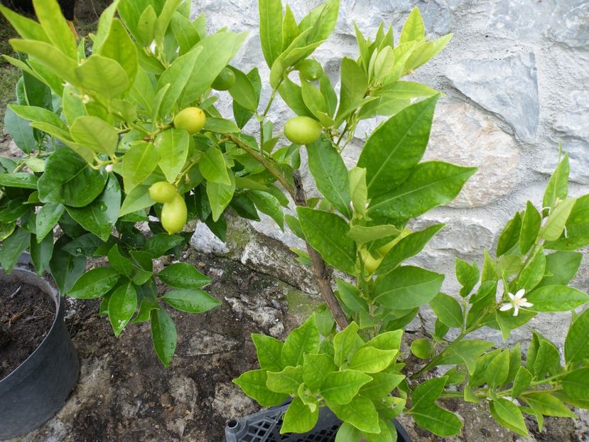  - 2023 de prin curte