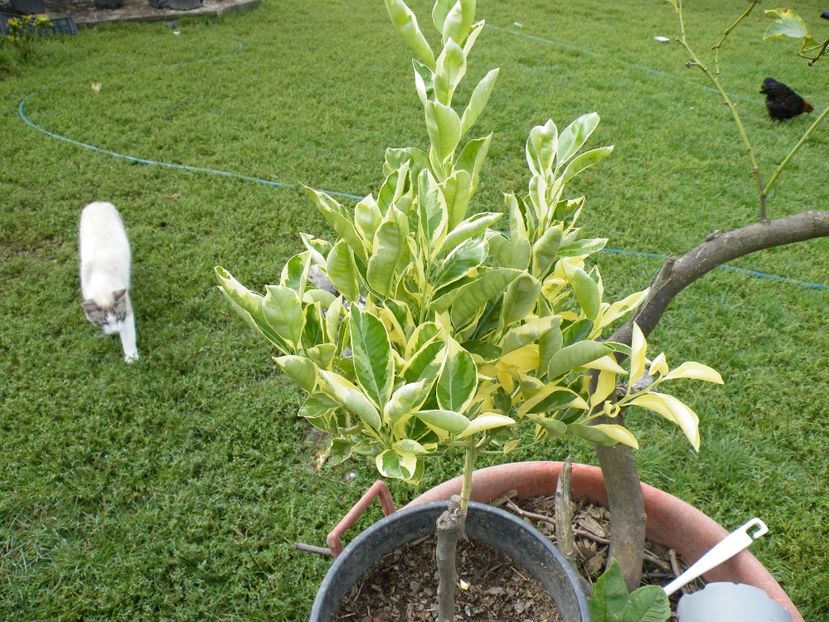  - 2023 de prin curte