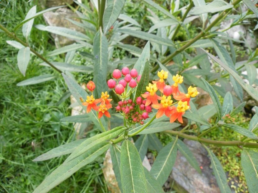  - 2023 de prin curte