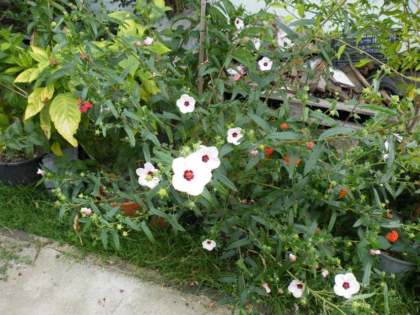  - 2023 de prin curte