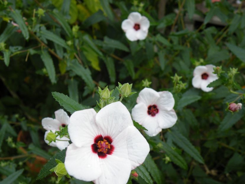  - 2023 de prin curte