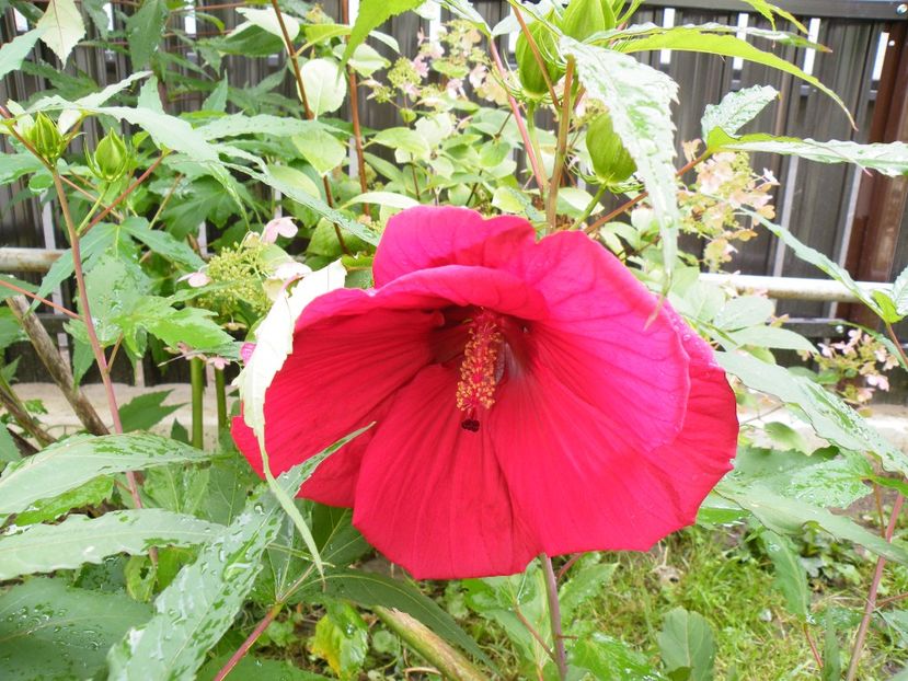 hibiscus moscheotus - 2023 de prin curte