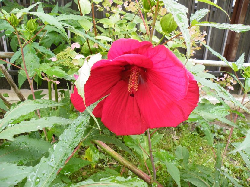  - 2023 de prin curte